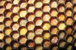 Польза перги пчелиной